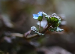 Oryginalny obrazek