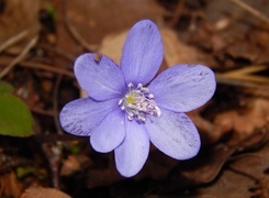 Oryginalny obrazek