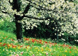 Oryginalny obrazek