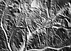 Skamielina