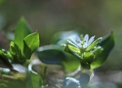 Oryginalny obrazek