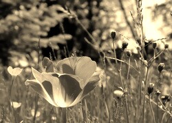Szary + Sepia