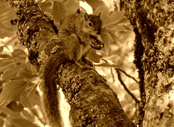 Sepia