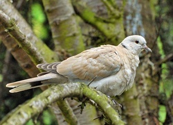 Oryginalny obrazek