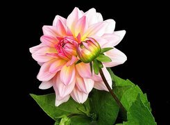 Oryginalny obrazek