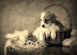 Szary + Sepia
