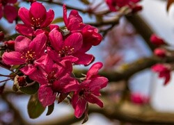 Oryginalny obrazek