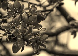 Sepia