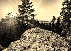 Szary + Sepia