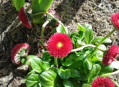 Oryginalny obrazek