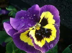 Oryginalny obrazek