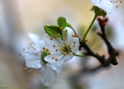 Oryginalny obrazek