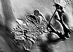 Skamielina