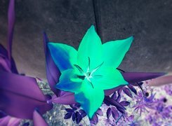 Negatyw
