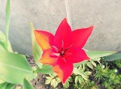 Oryginalny obrazek