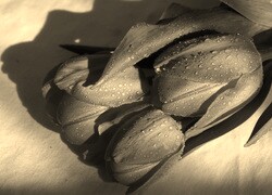 Szary + Sepia