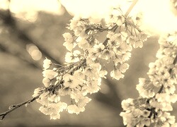 Szary + Sepia
