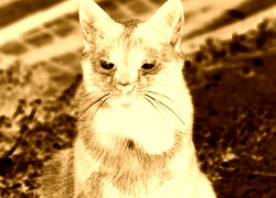 Sepia + Negatyw