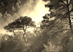 Szary + Sepia