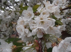 Oryginalny obrazek