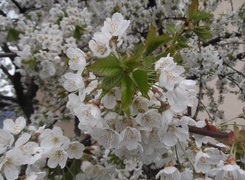 Oryginalny obrazek