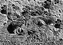 Skamielina