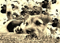 Szary + Sepia