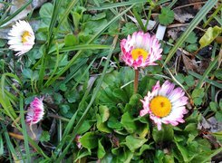 Oryginalny obrazek