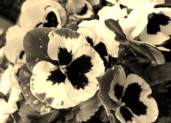 Szary + Sepia