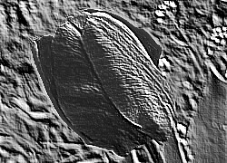 Skamielina
