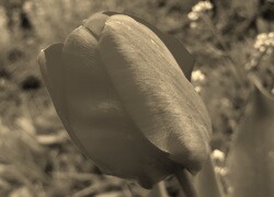 Szary + Sepia