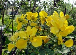 Oryginalny obrazek