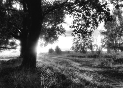 Szary + Sepia