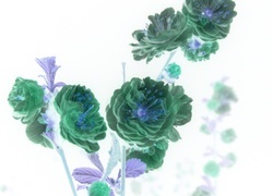 Negatyw