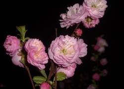 Oryginalny obrazek