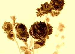 Sepia + Negatyw