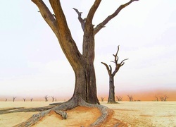 Oryginalny obrazek