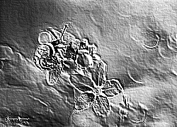 Skamielina