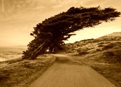 Sepia