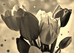 Szary + Sepia