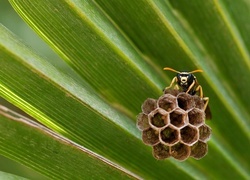 Oryginalny obrazek