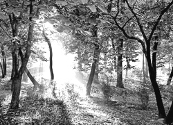 Szary + Sepia