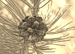 Szary + Sepia