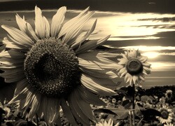 Szary + Sepia