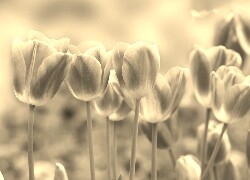 Szary + Sepia