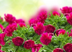 Oryginalny obrazek