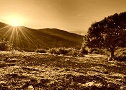 Sepia