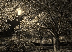 Szary + Sepia