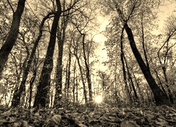 Szary + Sepia