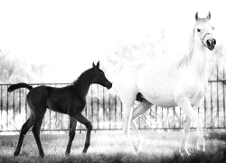 Szary + Sepia